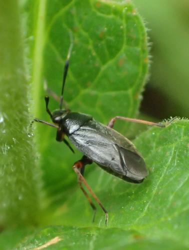 Réf. 359 066 : Capsus ater